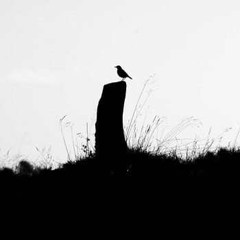 Silhouette d'oiseau