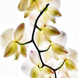 Orchidee transparant van Yvonne Machielsen