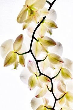 Orchid von Yvonne Machielsen