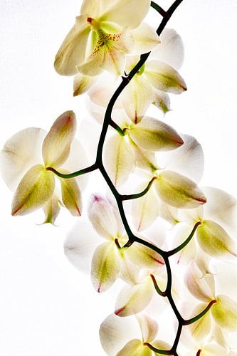 Orchidee transparant