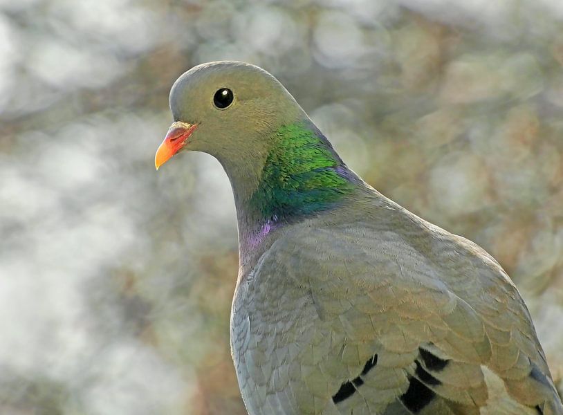 Wood-Dove (Taube) by Caroline Lichthart