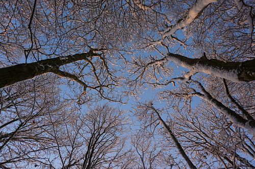 Ein Himmel aus Ästen