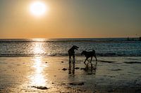 Dogs playing in the sea