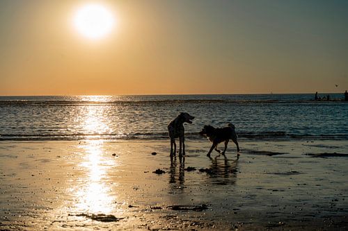 Honden spelen in de zee