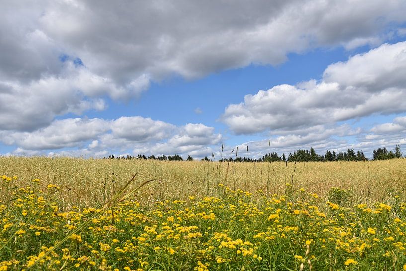 A field of oats in autumn by Claude Laprise