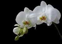 white orchid