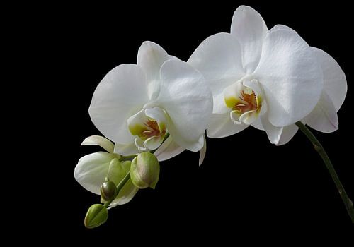 orchidée blanche sur daphne houtman