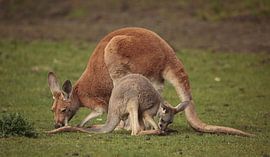 kangaroo by Frank Smedts