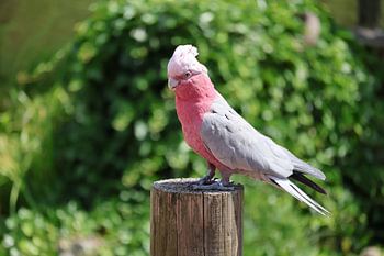 Animaux et nature