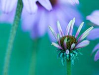 Marguerite en fleur