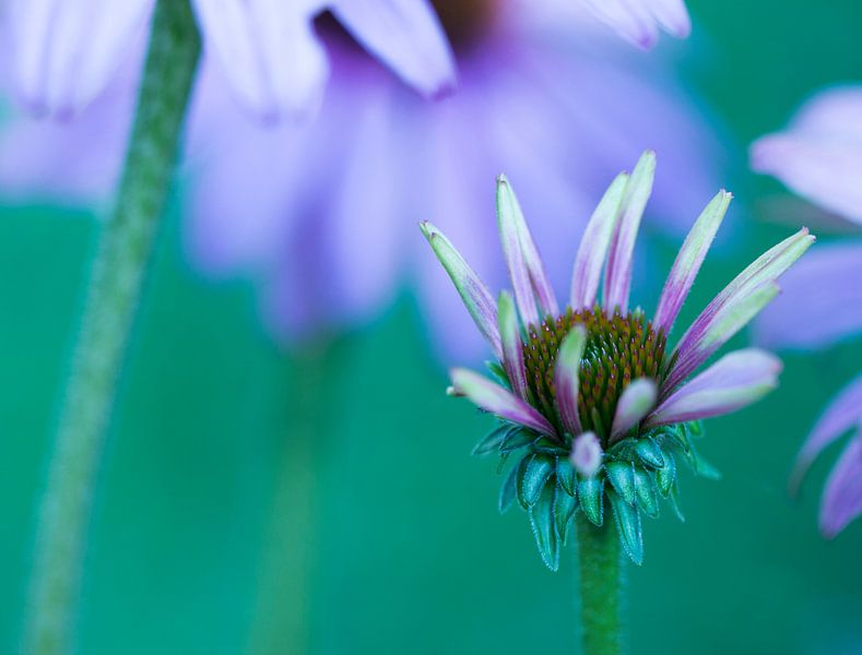Gänseblümchen blühte von hetty'sfotografie