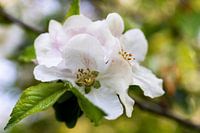 Apfelblüte