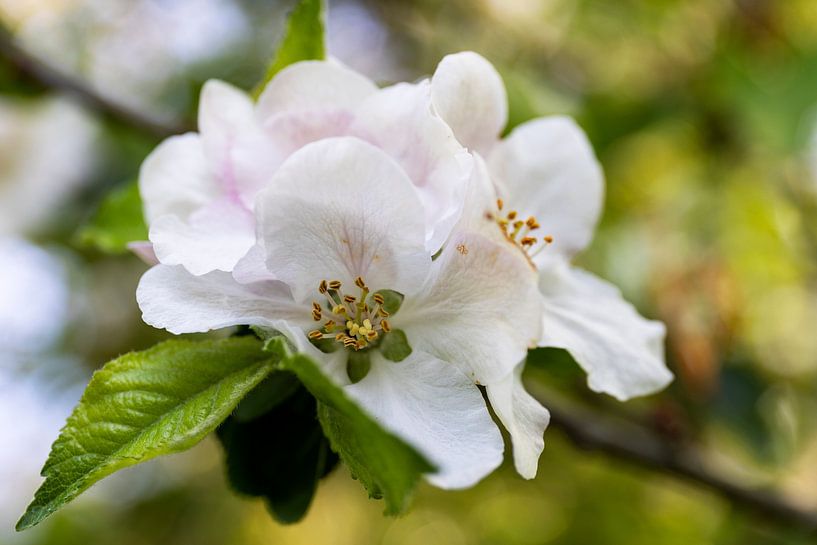 Apfelblüte von Ann Motet