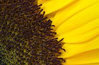 Detail van een zonnebloem van Margot van den Berg thumbnail