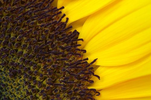 Detail of a sunflower