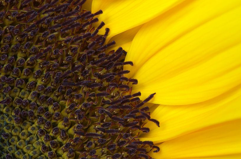 Detail van een zonnebloem van Margot van den Berg