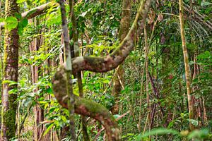 Grüne Natur in Surinam
