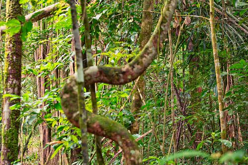 Groene natuur in Suriname