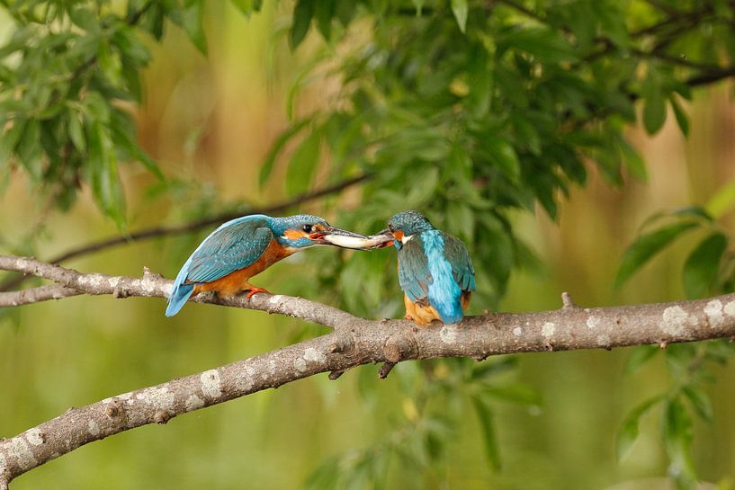 Fish transfer kingfishers by De_Taal_Fotograaf
