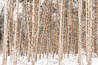 winter bos van Chris van Es thumbnail