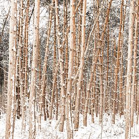 forêt hivernale sur Chris van Es