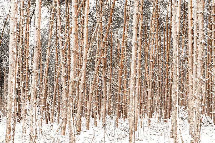 winter forest by Chris van Es