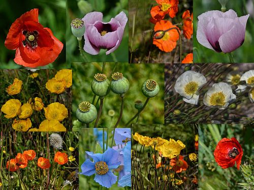 Klaproos bloemen collage