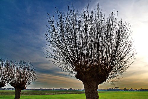 Wilgen in opkomend onweer von Wim Aalbers