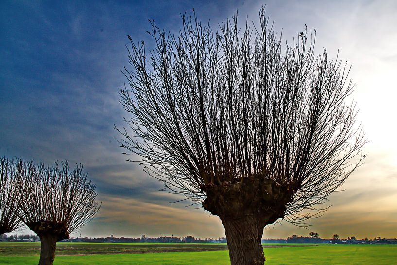 Wilgen in opkomend onweer by Wim Aalbers
