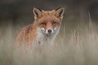Un beau renard dans l'herbe