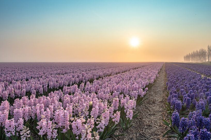 het Hyacinthen veld van Frans Bruijn