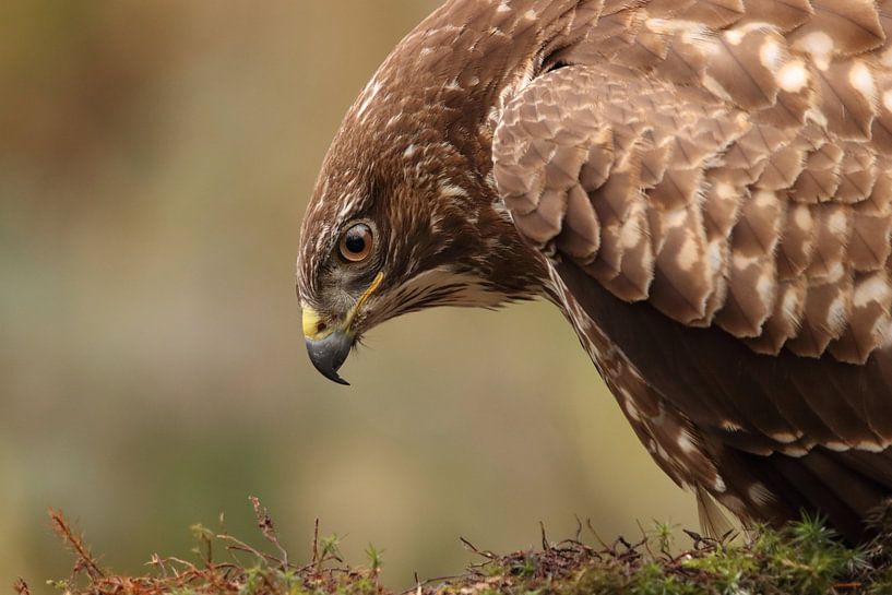 Buizerd portret van Derk jan te  Pas