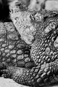 Crocodile by Robert Loomans