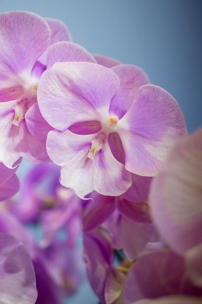 Orchidée rose par Annick Woldring