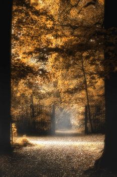 Herfst kleuren aan 't bospad