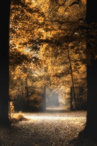 Herfst kleuren aan 't bospad