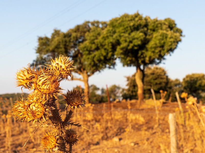 Drought in Sardinia by Ton Tolboom