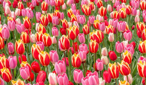 tulip red pink