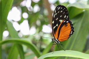 Vlinder (Heliconius Hecale Zuleike)