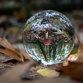 Rode paddenstoel in een lensbal van Daphne Dorrestijn