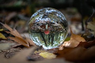Rode paddenstoel in een lensbal van Daphne Dorrestijn