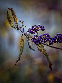 Berries in autumn by Adje Photography