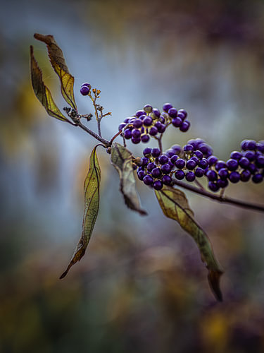 Berries in autumn