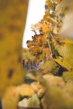 Wijngaard bladeren van Hendrik Zahn