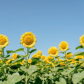 Franse zonnebloemen van Myrthe Vlasveld