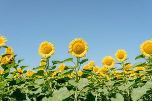 Tournesols français