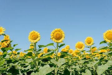 Franse zonnebloemen van Myrthe Vlasveld