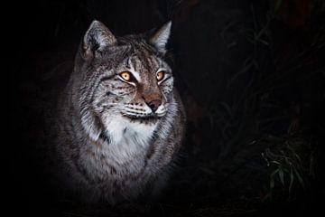 A proud sitting lynx with orange eyes by Michael Semenov