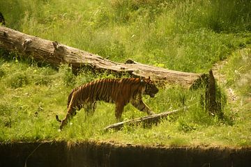 Laufender Tiger in Grün von Sarah Gorter