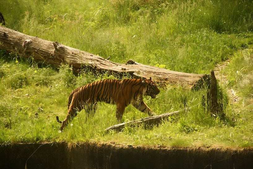 Laufender Tiger in Grün von Sarah Gorter